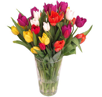Tulipas Gritantes - Foto: Flores Online